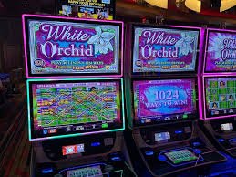 Studio Live Game Shows buaya4d dengan dealer profesional dan grafis real-time